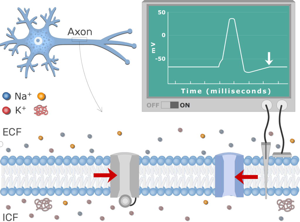 An image showing the Membrane potential re-establishment plot after pumps actively transport, the neuron axon membrane is enlarged and contains different channels