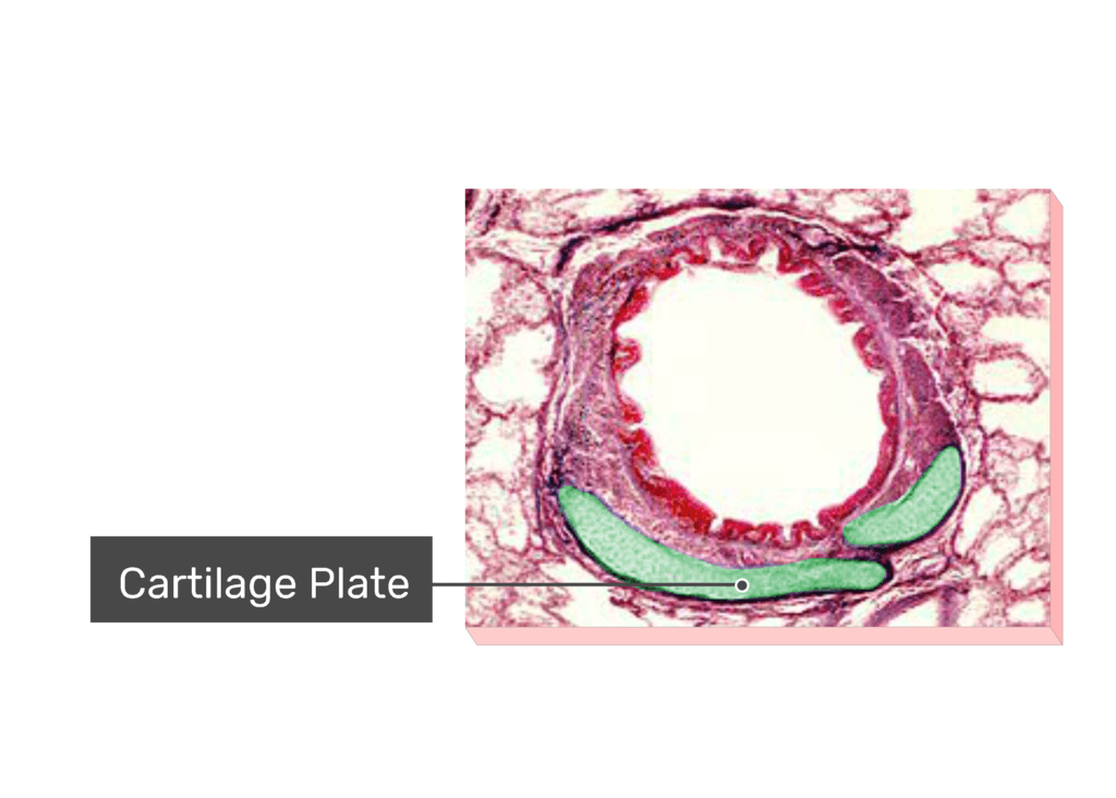 Micrograph Cartilage Plate