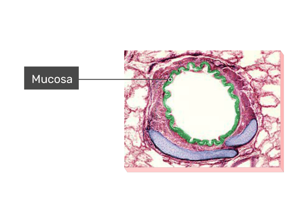 Micrograph Mucosa