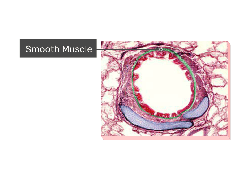 Micrograph Smooth Muscle
