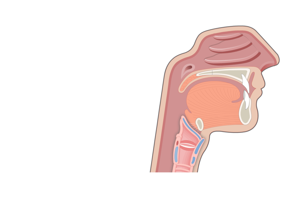 A midsagittal view of the mouth