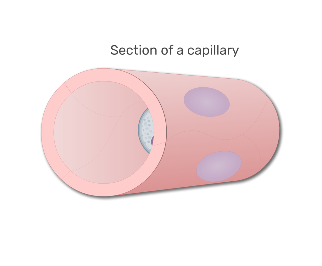 A monocyte in a section in capillary animation slide 1