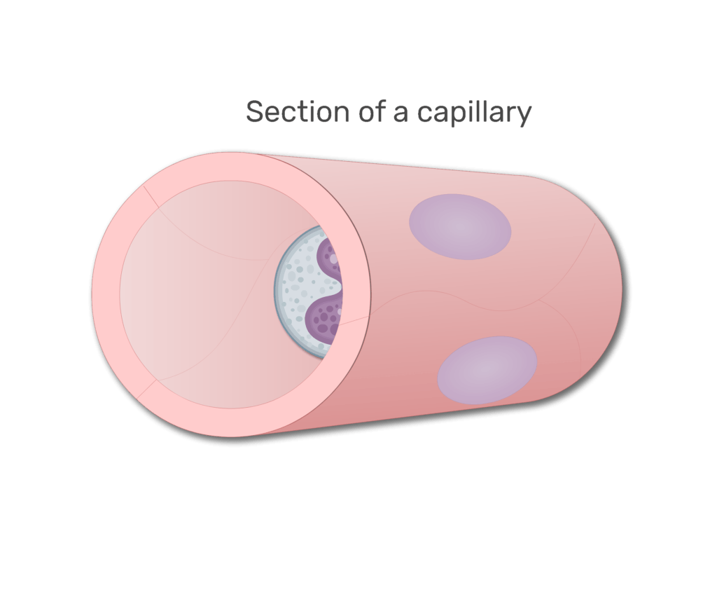 A monocyte in a section in capillary animation slide 2