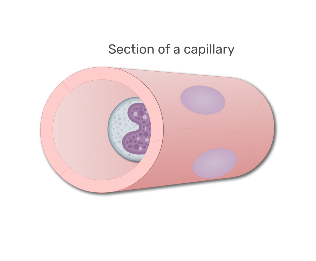 A monocyte in a section in capillary animation slide 3