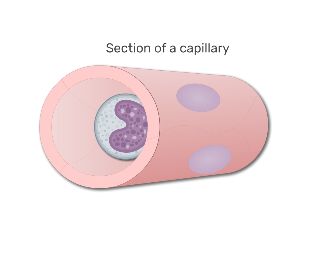 A monocyte in a section in capillary animation slide 4