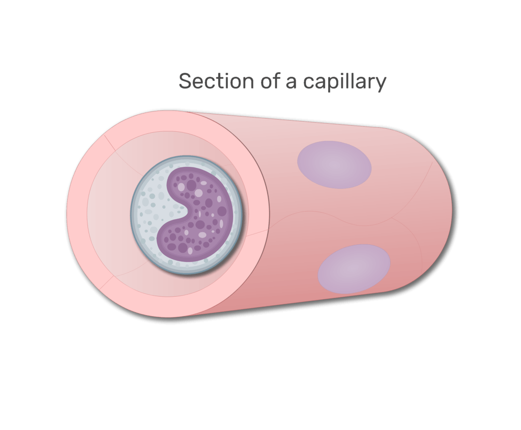 A monocyte in a section in capillary animation slide 6
