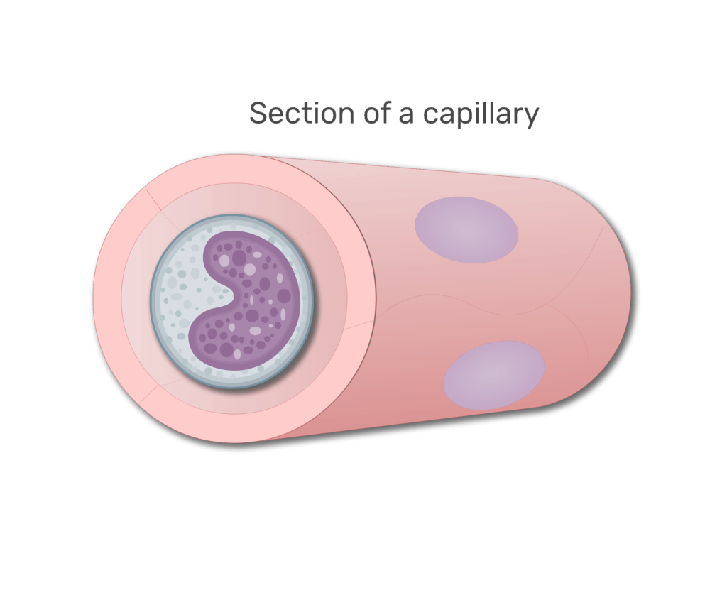 A monocyte in a section in capillary animation slide 7