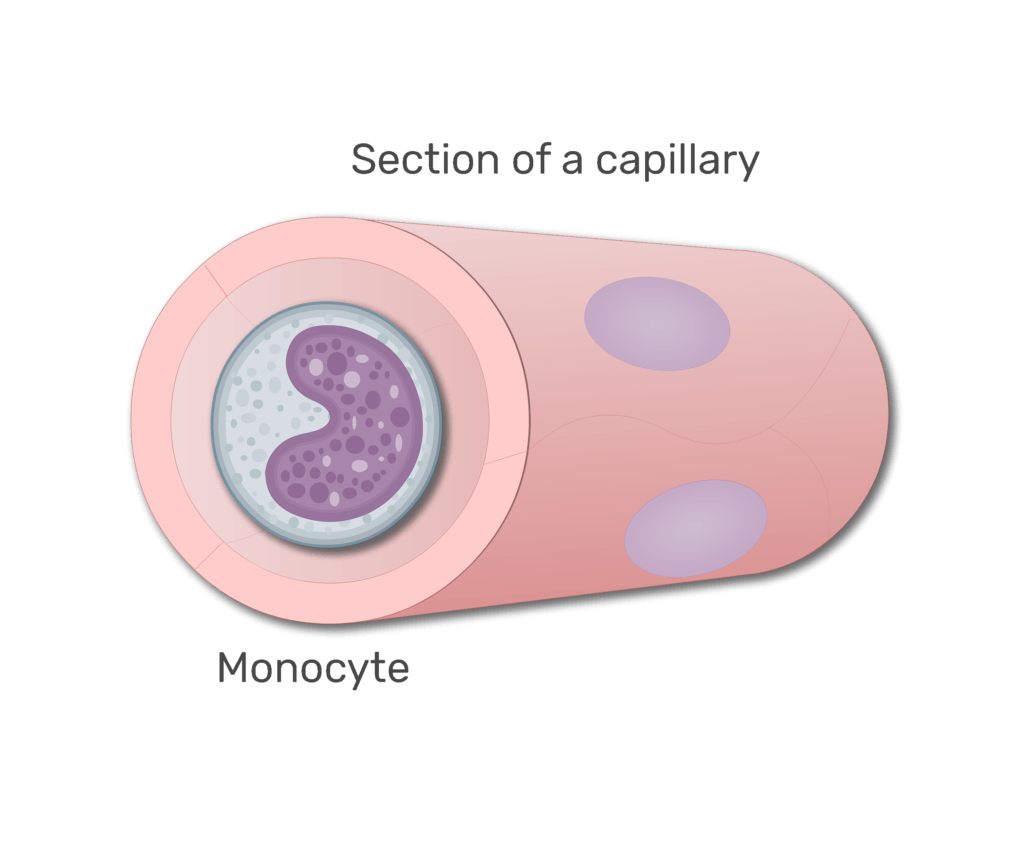A monocyte in a section in capillary animation slide 8