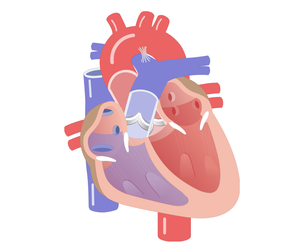 Movement of the heart valves animation slide 10