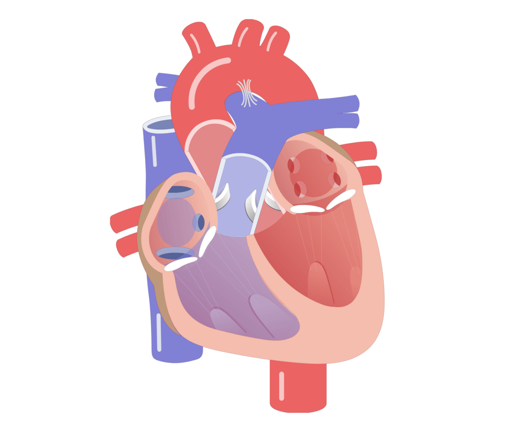 Movement of the heart valves animation slide 14