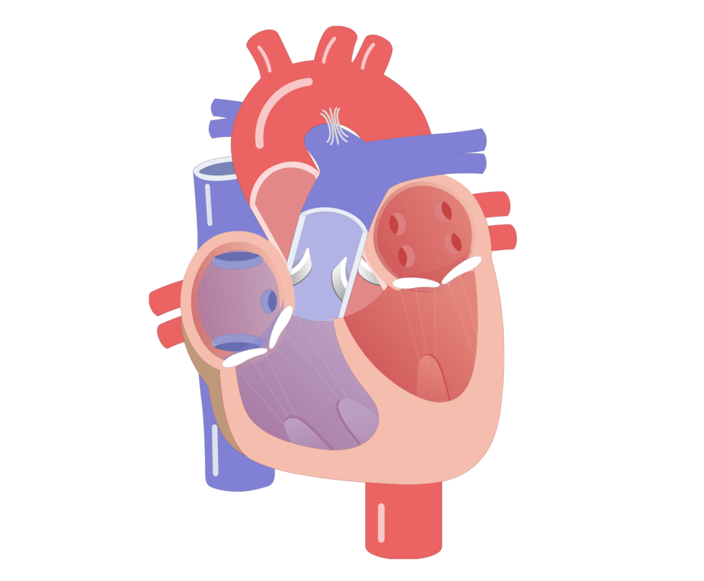 Movement of the heart valves animation slide 17