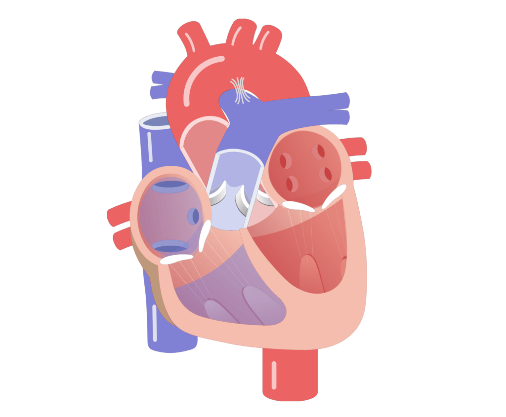 Movement of the heart valves animation slide 18