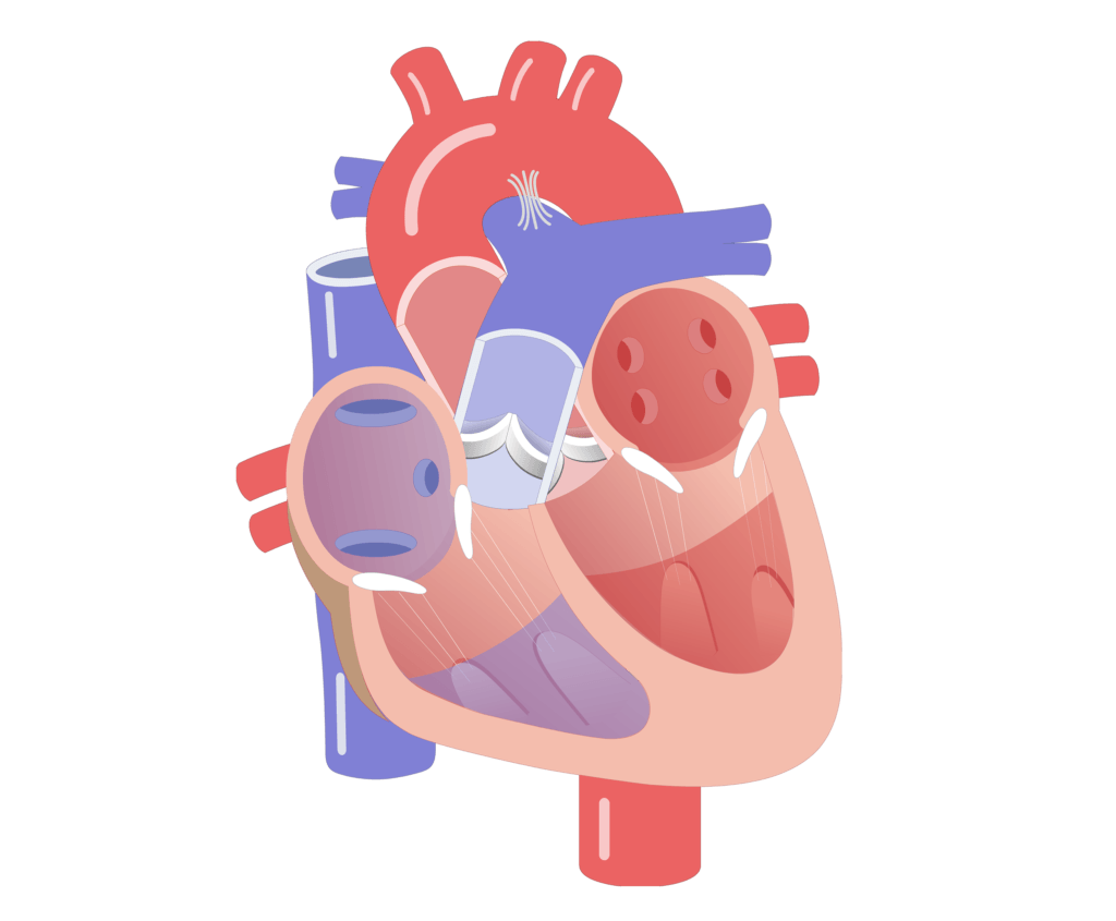 Movement of the heart valves animation slide 20