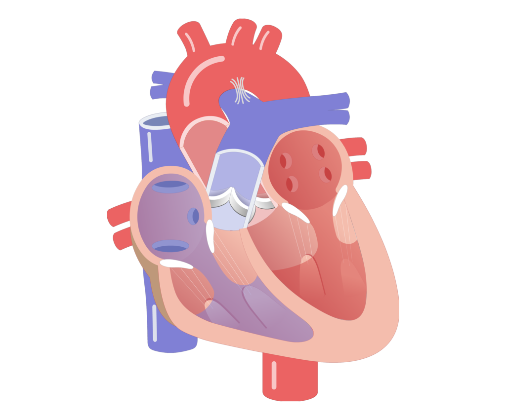 Movement of the heart valves animation slide 4