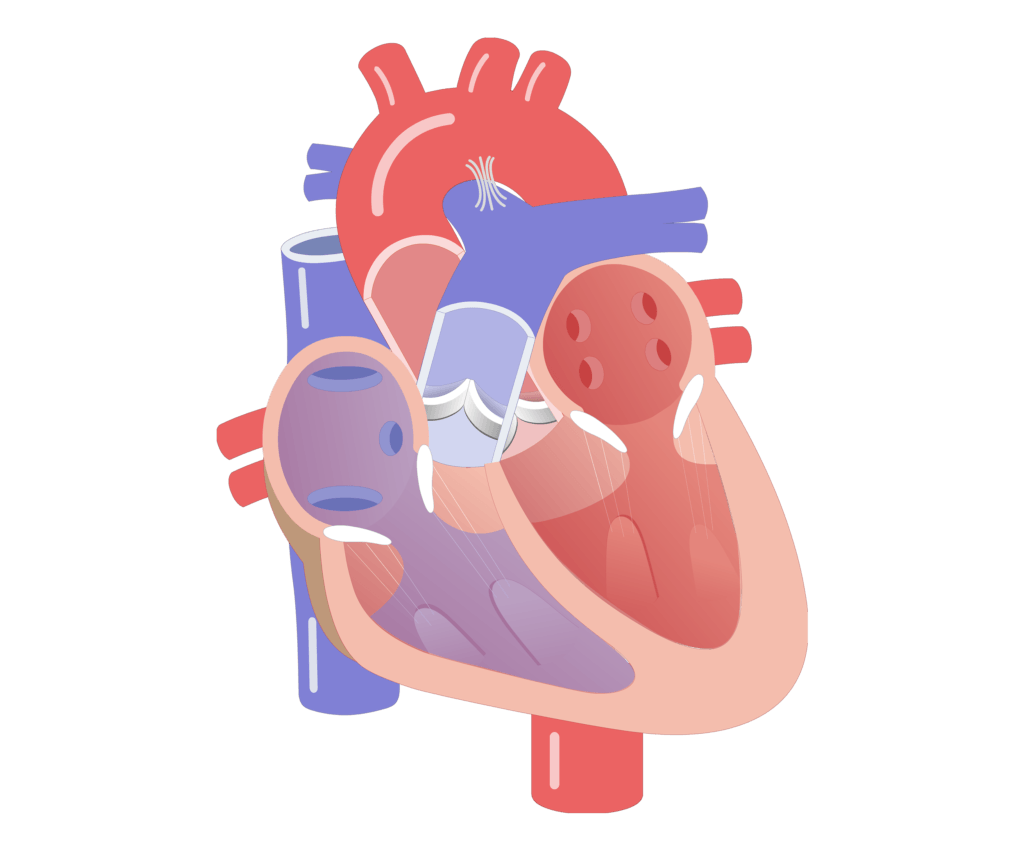 Movement of the heart valves animation slide 6
