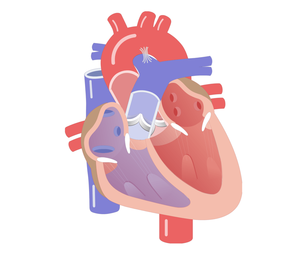 Movement of the heart valves animation slide 9