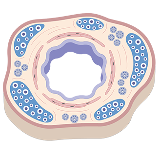 The smooth muscle controls the bronchial lumen