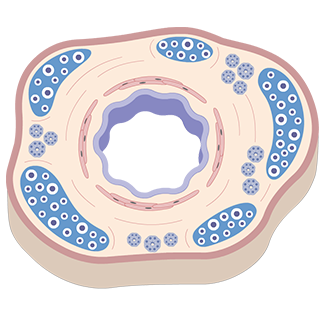 The smooth muscle controls the bronchial lumen