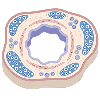 The smooth muscle controls the bronchial lumen animation