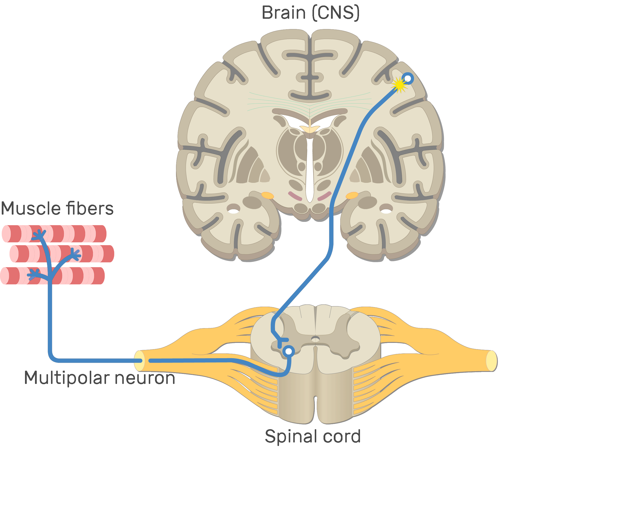 Brain down. Строение нервной системы человека. Нейроны мозга. Central nervous System (CNS). Головной мозг Центральная нервная система нейрональные связи.
