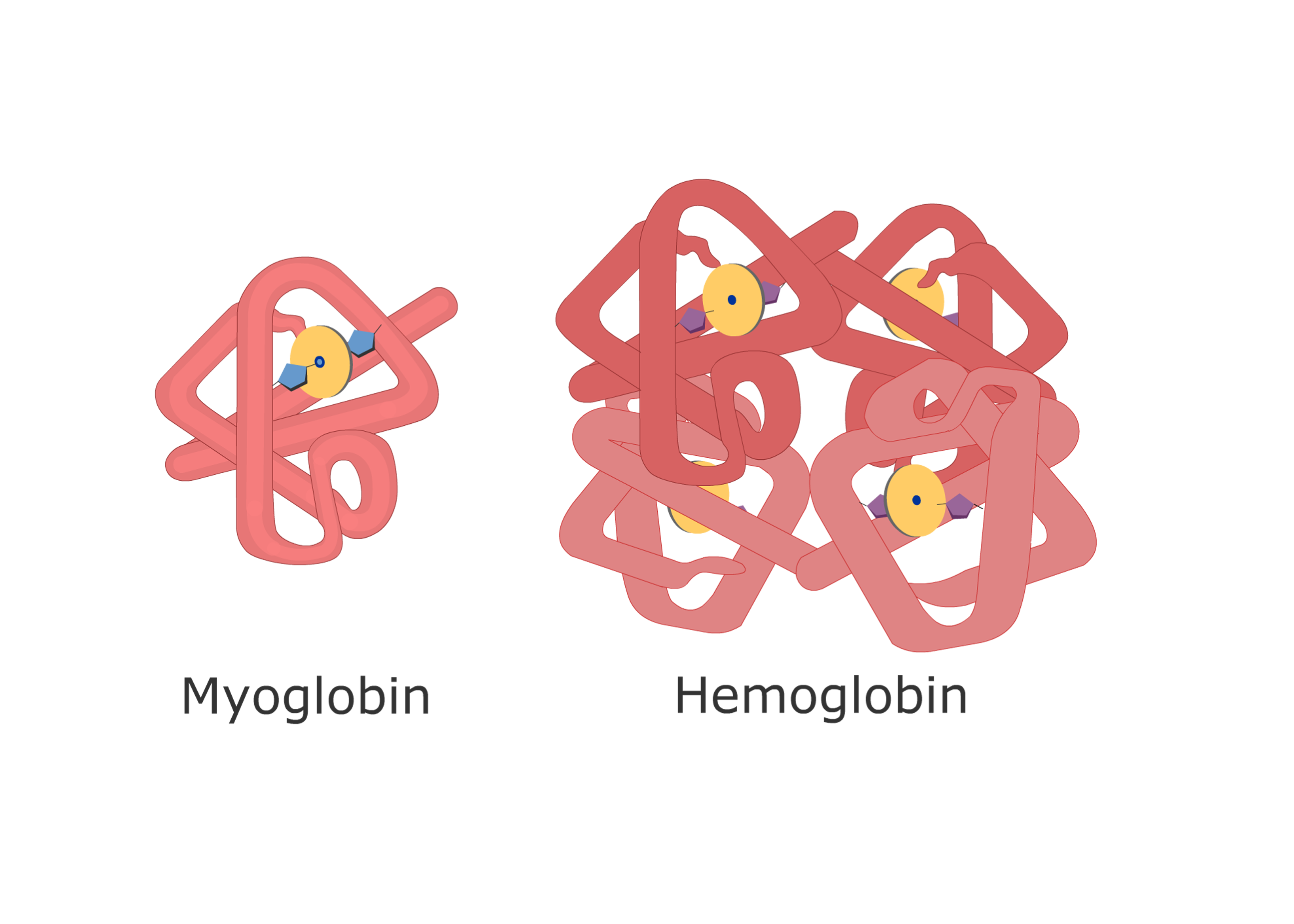 Oxygen Myoglobin Dissociation Curve | GetBodySmart