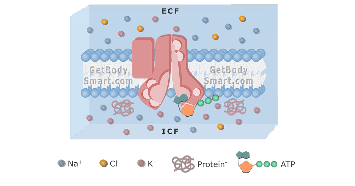 Sodium (Na+) / Potassium (K+) Pump (ATPase) GetBodySmart