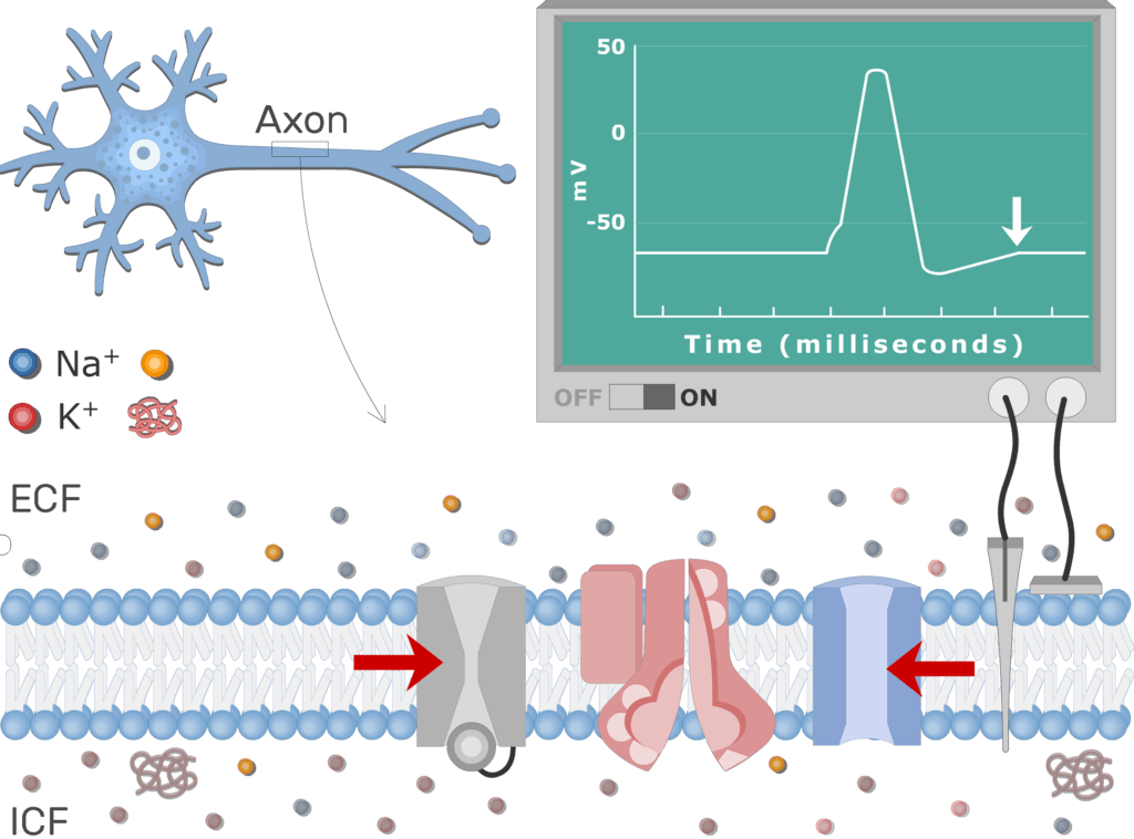An image showing the last step, Na channels closing as the resting potential returns, the neuron axon membrane is enlarged and contains different channels