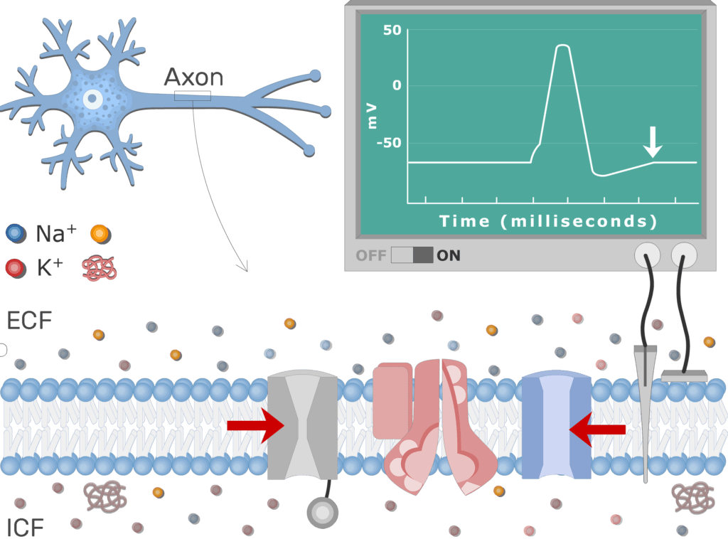An image showing the last step, Na channels closing as the resting potential returns, the neuron axon membrane is enlarged and contains different channels