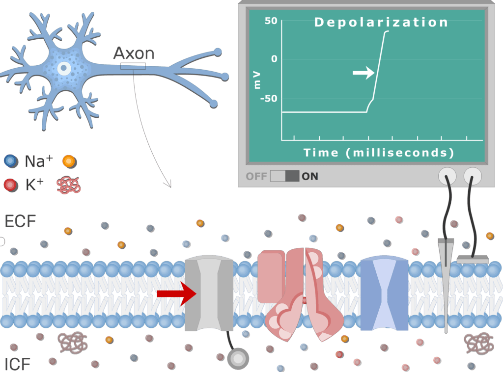 An image showing Na channels closing due to inactivation and Na+ influx stops , the neuron axon membrane is enlarged and contains different channels