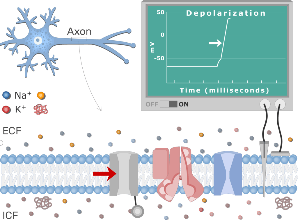 An image showing Na channels closing due to inactivation and Na+ influx stops , the neuron axon membrane is enlarged and contains different channels