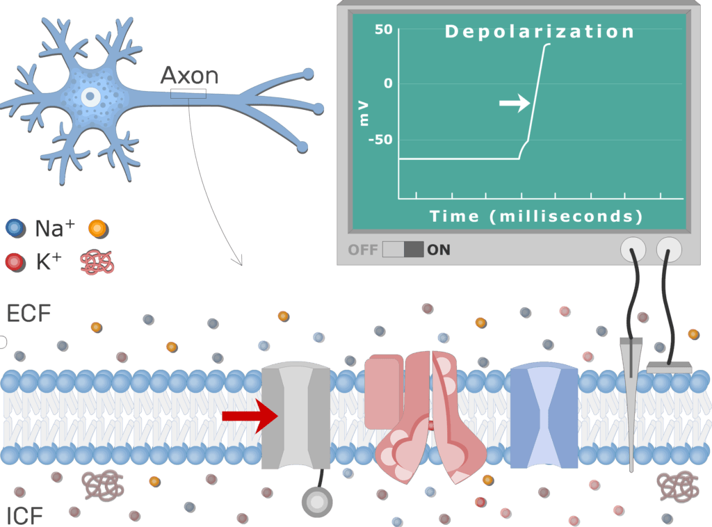 An image showing Na channels closing due to inactivation and Na+ influx stops , the neuron axon membrane is enlarged and contains different channels