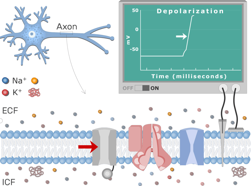 An image showing Na channels closing due to inactivation and Na+ influx stops , the neuron axon membrane is enlarged and contains different channels