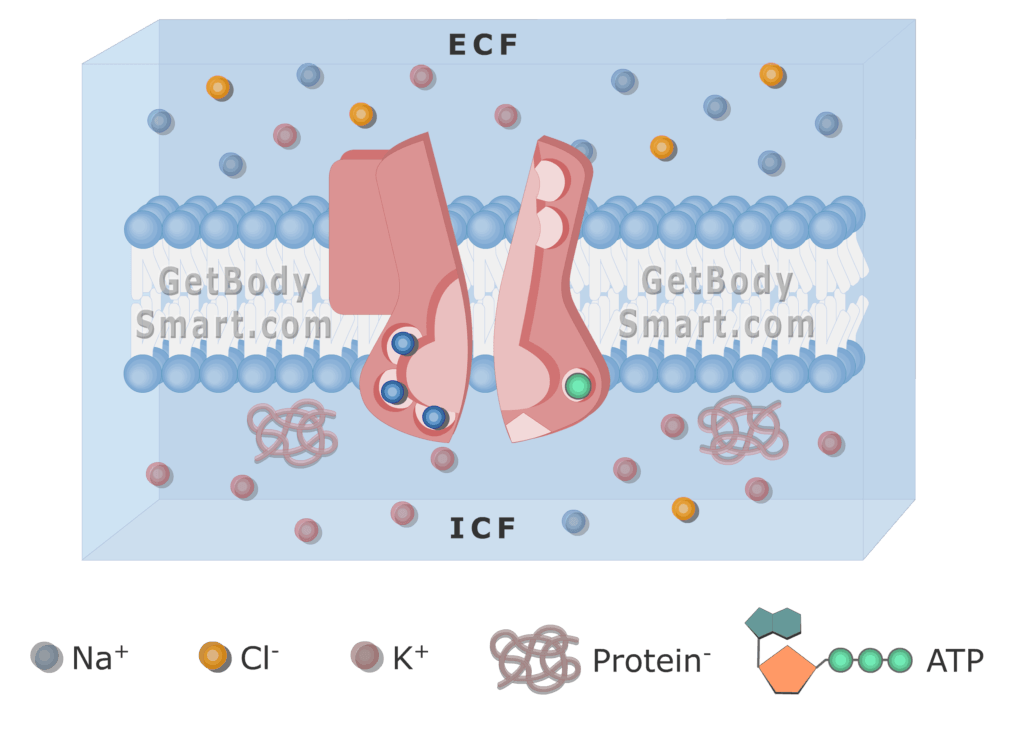 An image of cell membrane showing Na ions release from the pump to the ECF