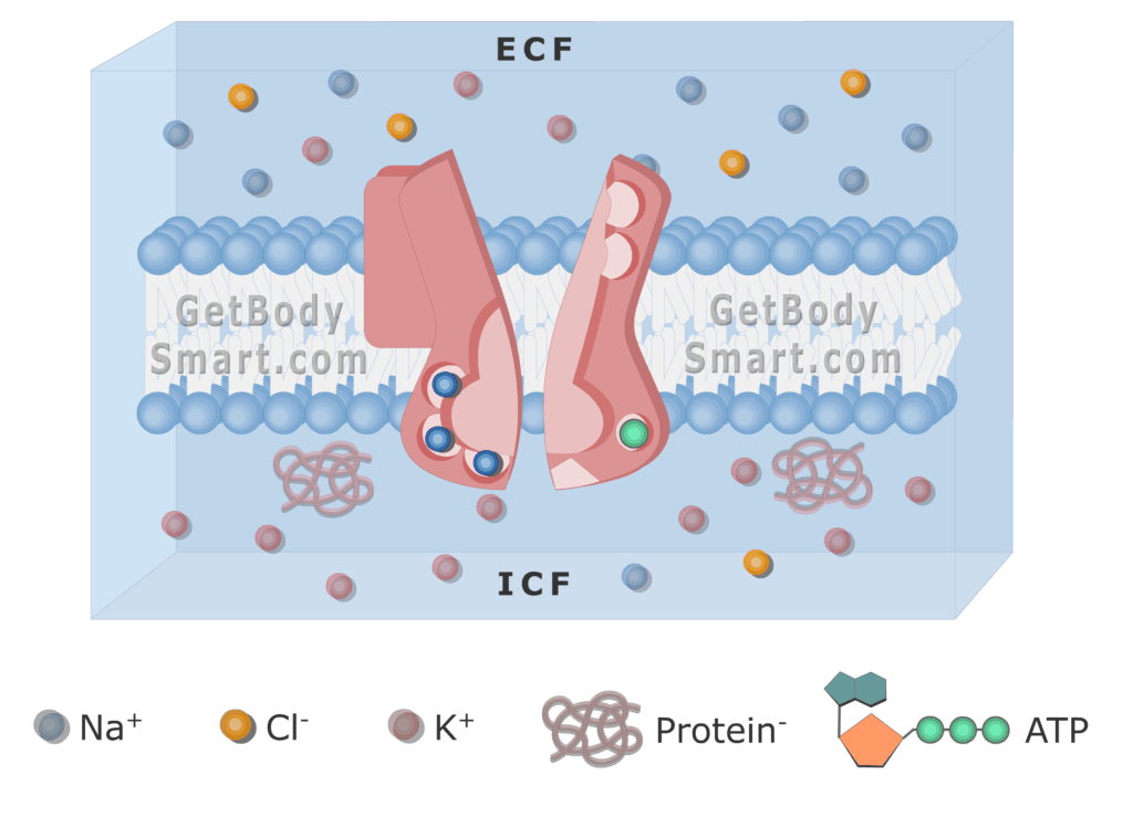 An image of cell membrane showing Na ions release from the pump to the ECF