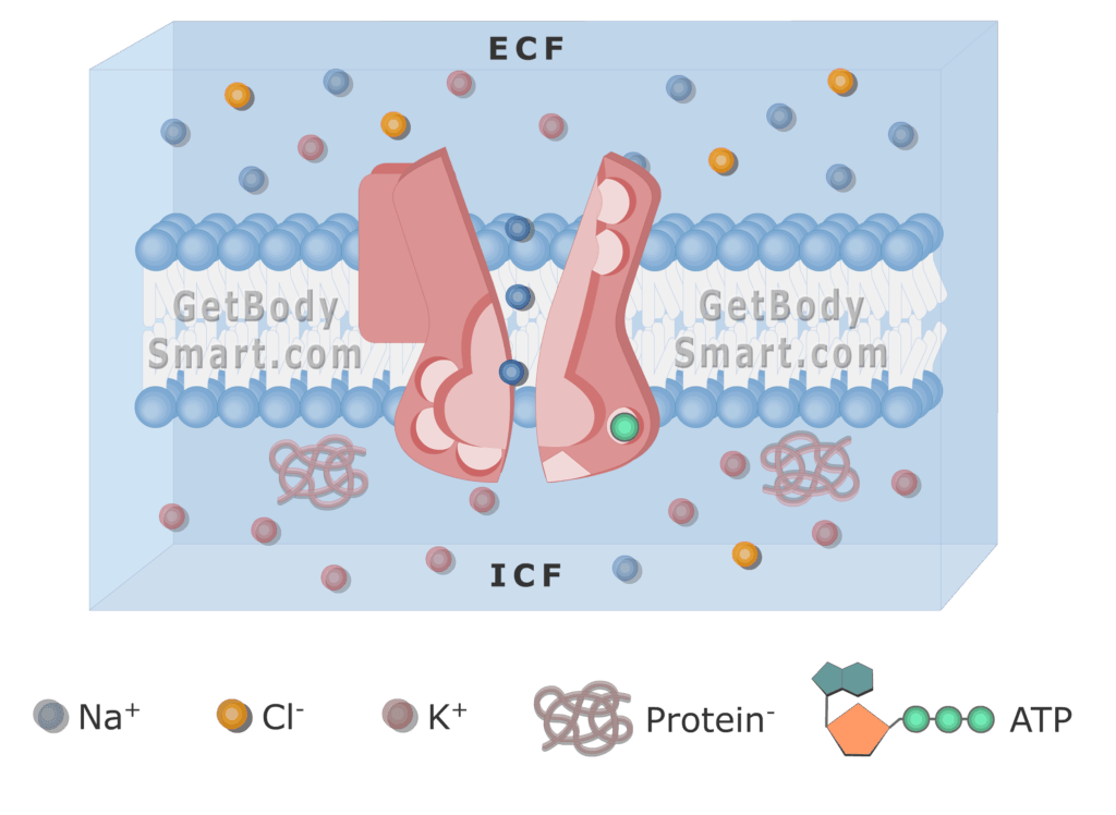 An image of cell membrane showing Na ions release from the pump to the ECF