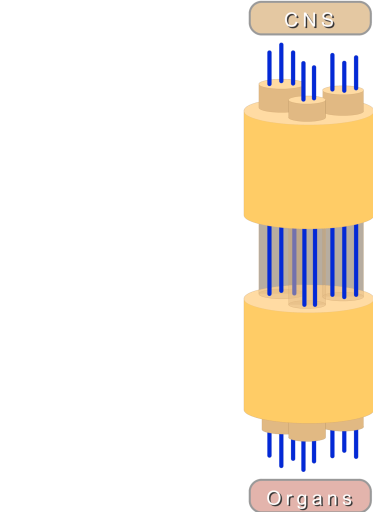 An image showing a nerve section which connects between the CNS and organs
