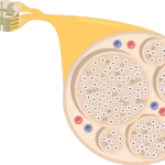 An image showing the nerve basic anatomical structures of the nerve (cross-section)