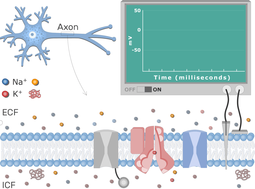 An image showing the Neuron Action Potential Sequence of Events, the neuron axon membrane is enlarged and contains different channels