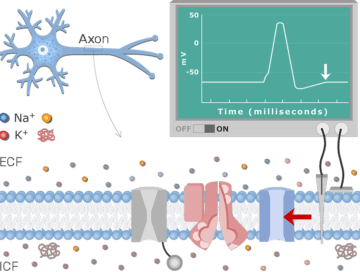 Neuron Action Potential Sequence of Events - Featured