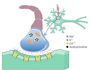 Neurotransmitter Release At Cholinergic Synapses - Featured