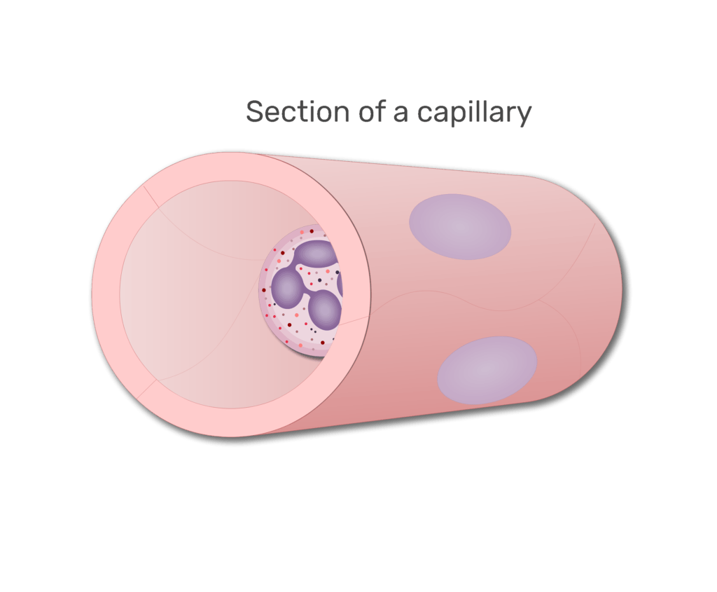 A neutrophil in a section of capillary animation slide 2