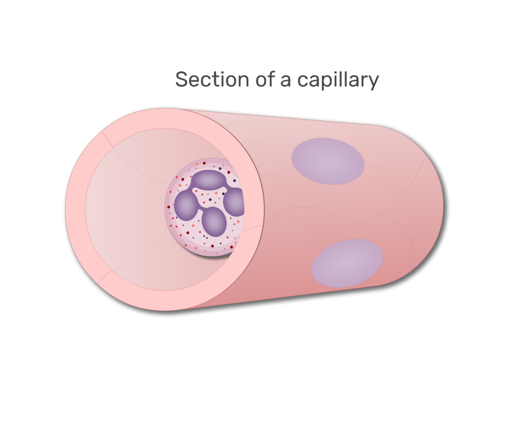 A neutrophil in a section of capillary animation slide 3