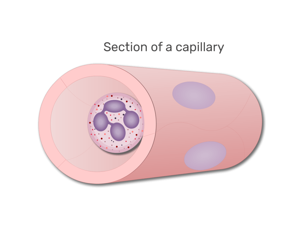 A neutrophil in a section of capillary animation slide 4