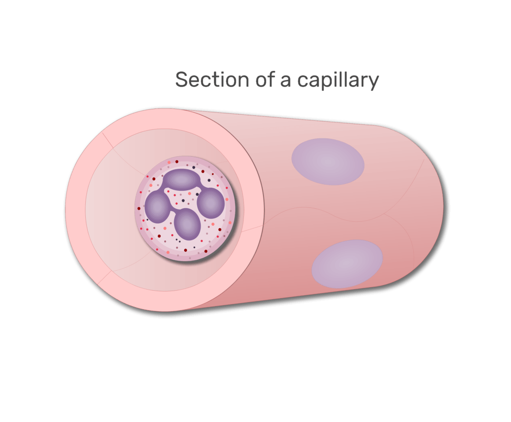 A neutrophil in a section of capillary animation slide 5