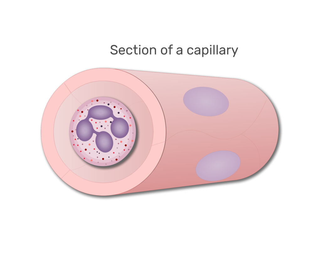 A neutrophil in a section of capillary animation slide 7