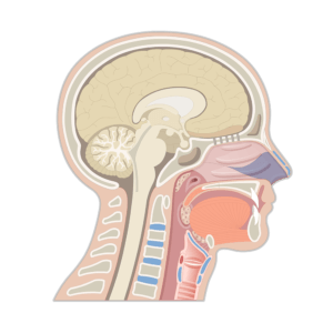 Sagittal view of the head and neck highlighting the position of the nose (blue highlight)