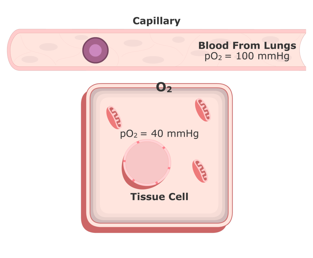 O2 diffusing out of the plasma animation slide 10