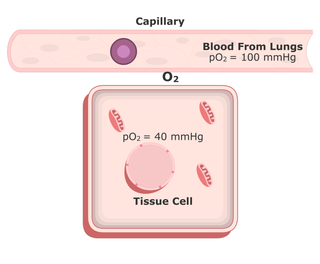 O2 diffusing out of the plasma animation slide 9