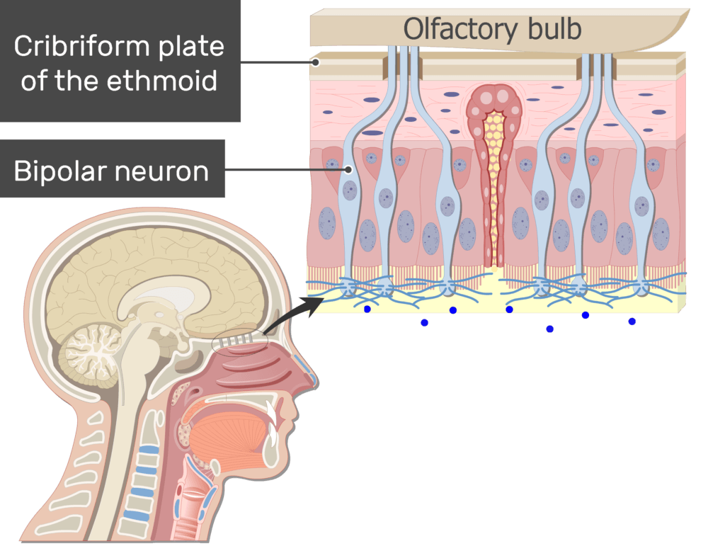 An image showing the impulses generation in the axons of the bipolar neuron after odorants drawning into the nasal cavity