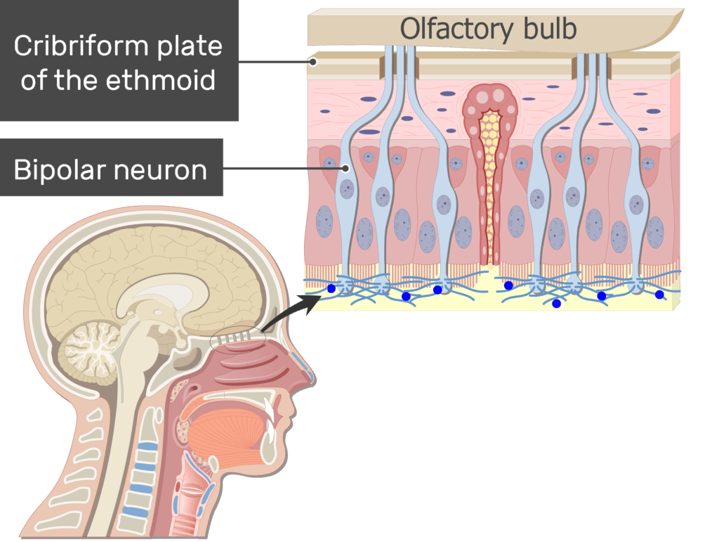 An image showing the impulses generation in the axons of the bipolar neuron after odorants drawning into the nasal cavity